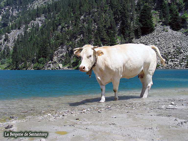 Lac-de-Gaube---vache