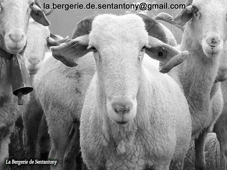 Brebis-Lourdaise-transhumance-Sentantony