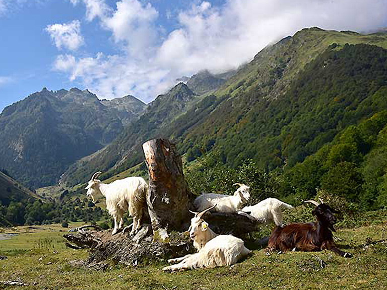Vallée-d'Estaing-chèvres