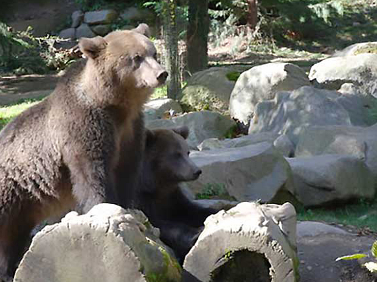 parc-animalier-des-pyrenees-ours